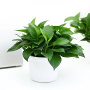 不適宜放在室內的花草